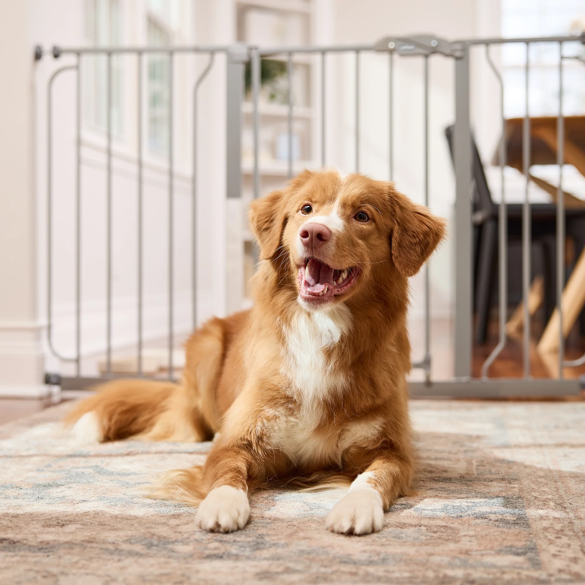 51" Extra Wide Walk-Thru Pet Gate with Lift Handle - Image 4