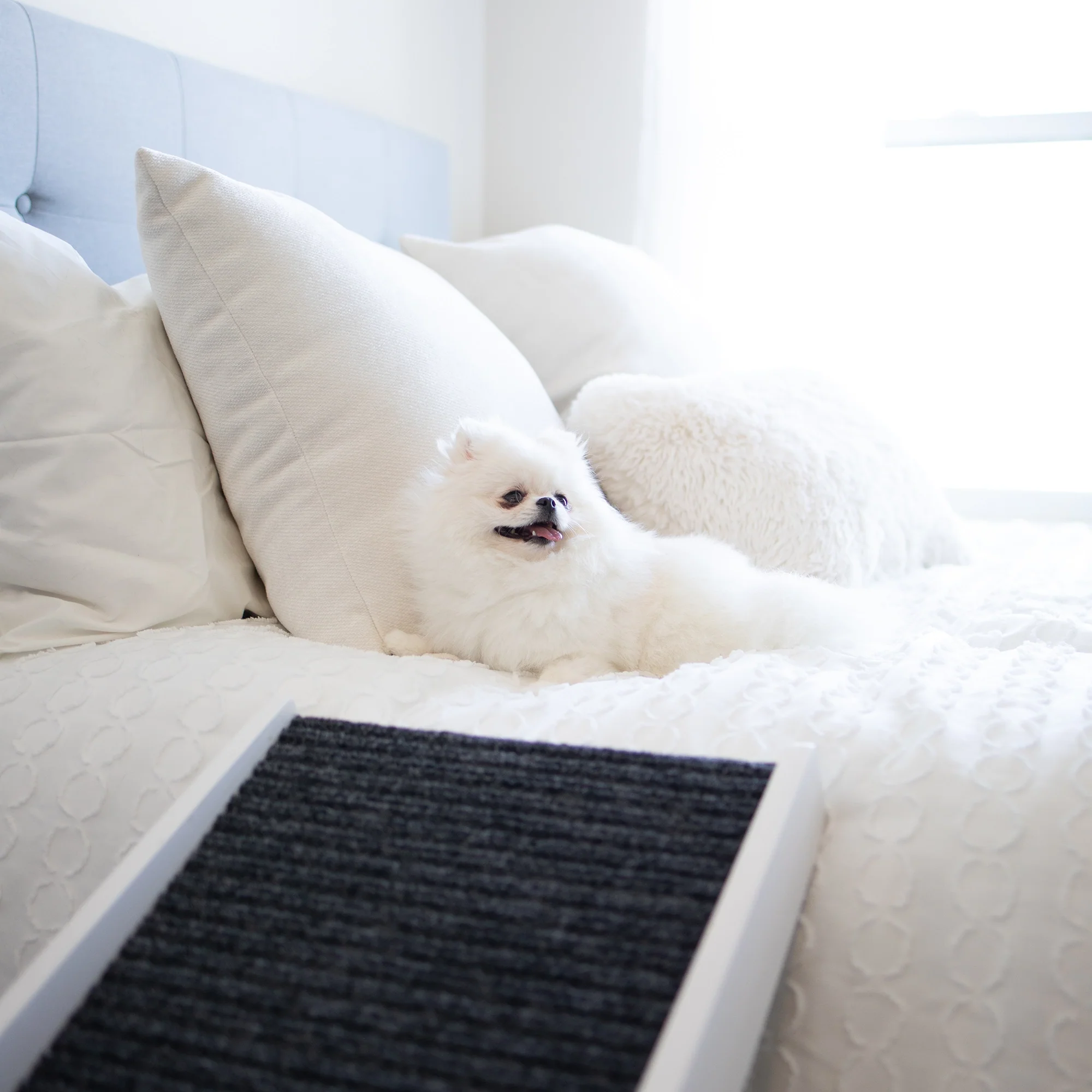 Indoor Pet Ramp - Image 9