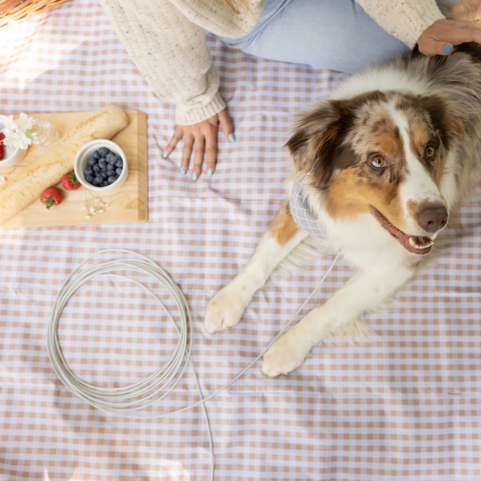 Large Dog Tie-Out Cable - Image 10