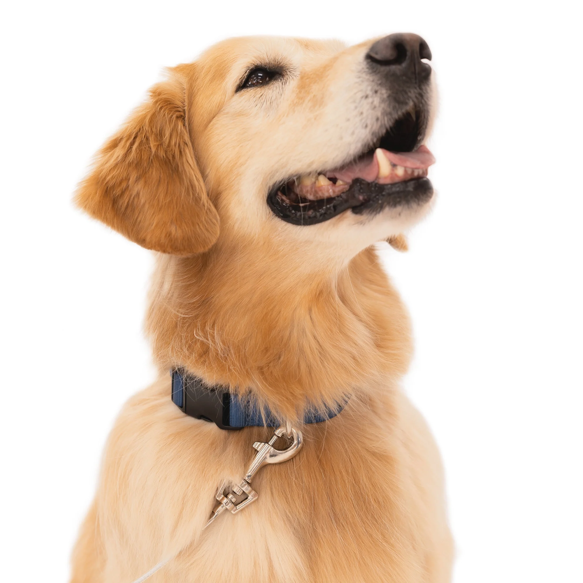 Large Dog Tie-Out Cable - Image 7
