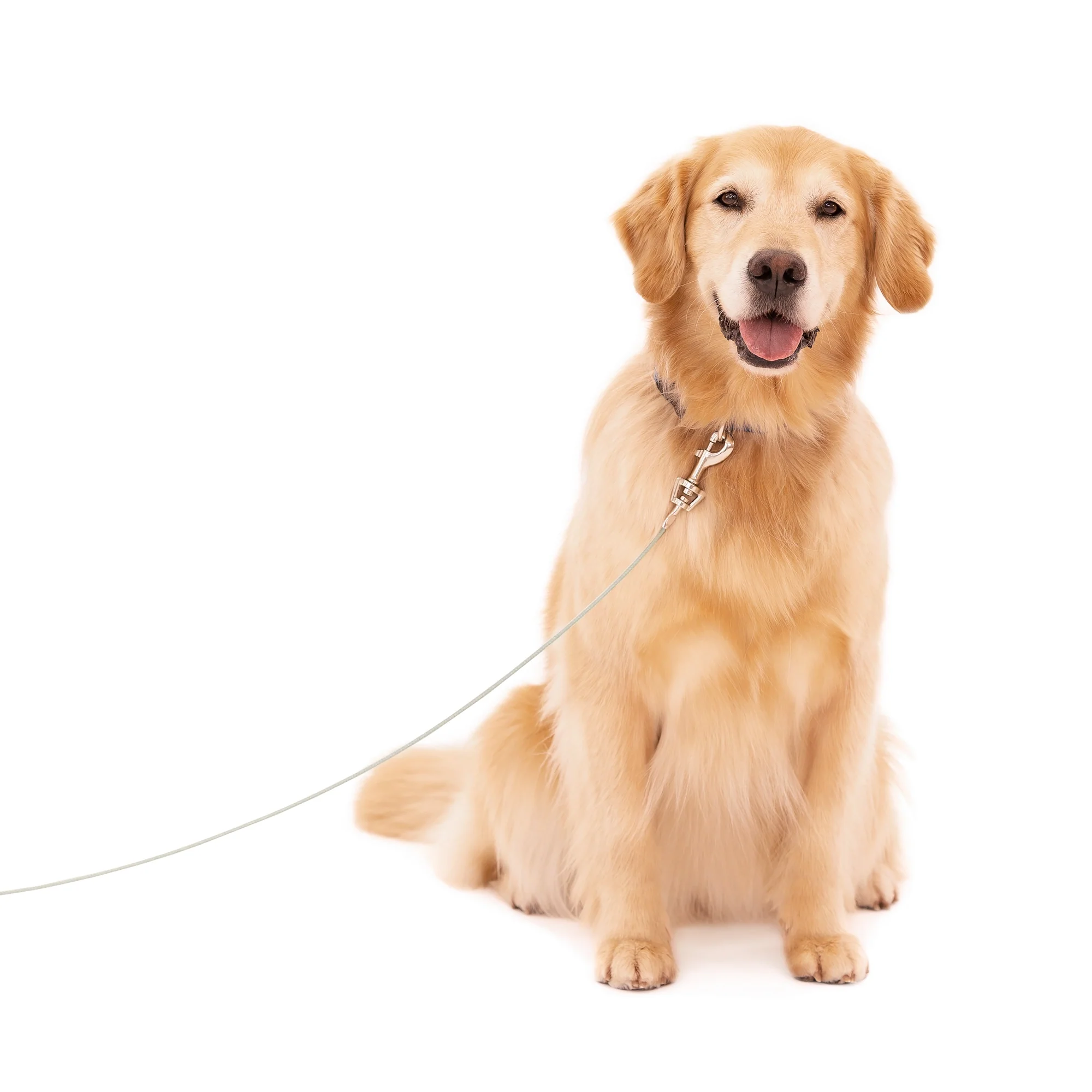 Large Dog Tie-Out Cable - Image 8
