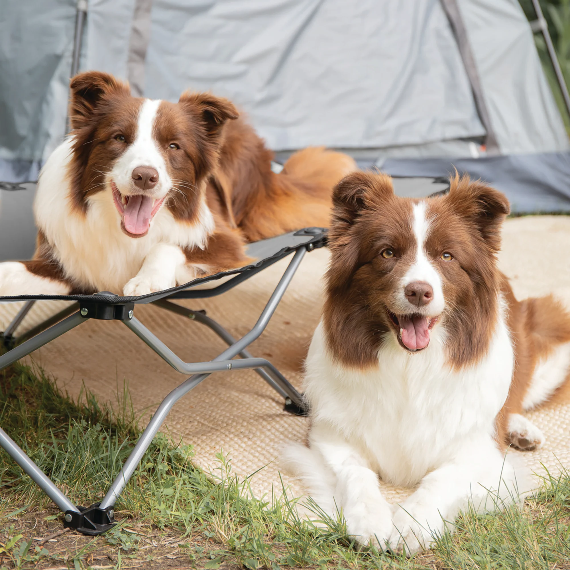 Large Portable Pup Pet Bed - Image 13