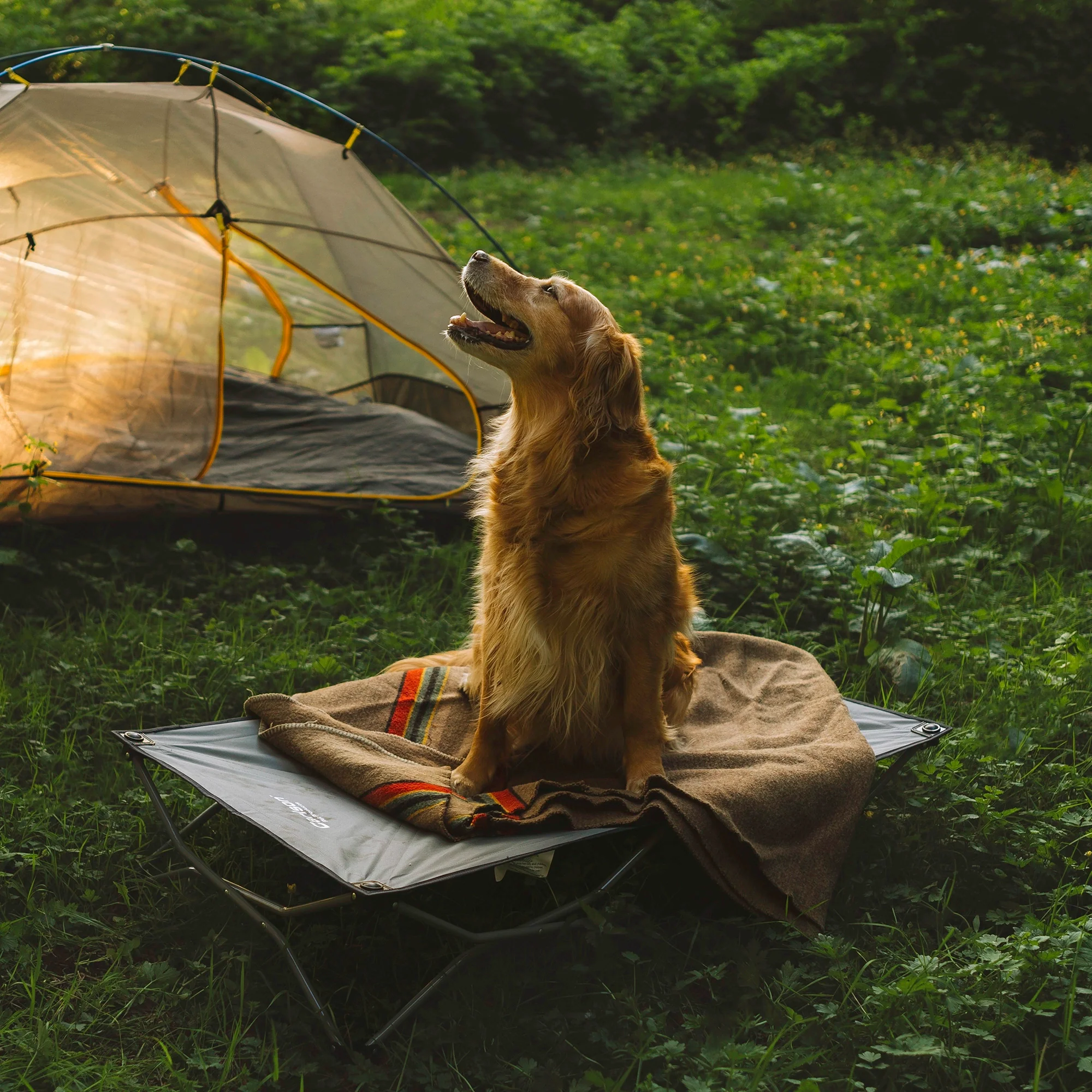 Large Portable Pup Pet Bed - Image 8
