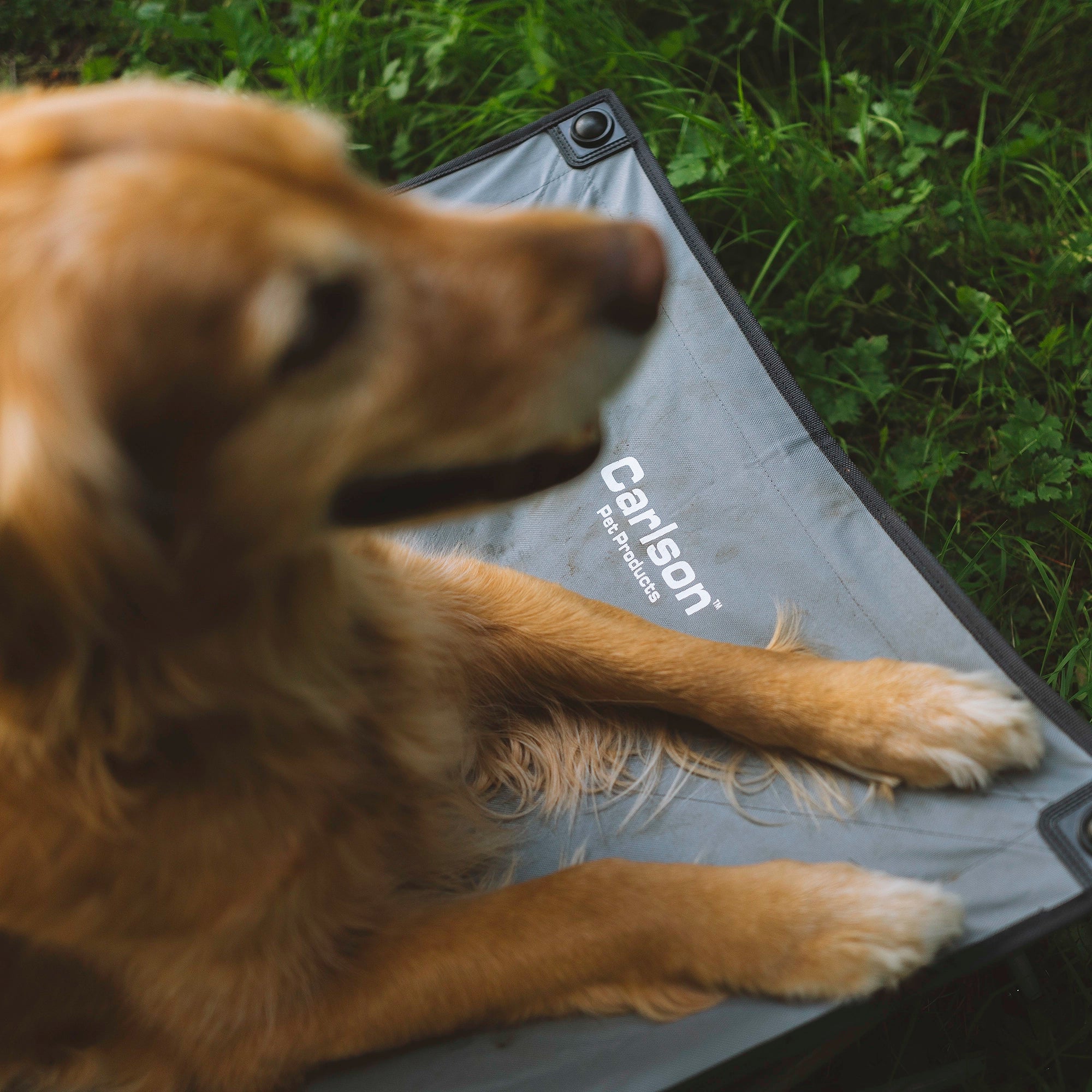 Large Portable Pup Pet Bed - Image 9