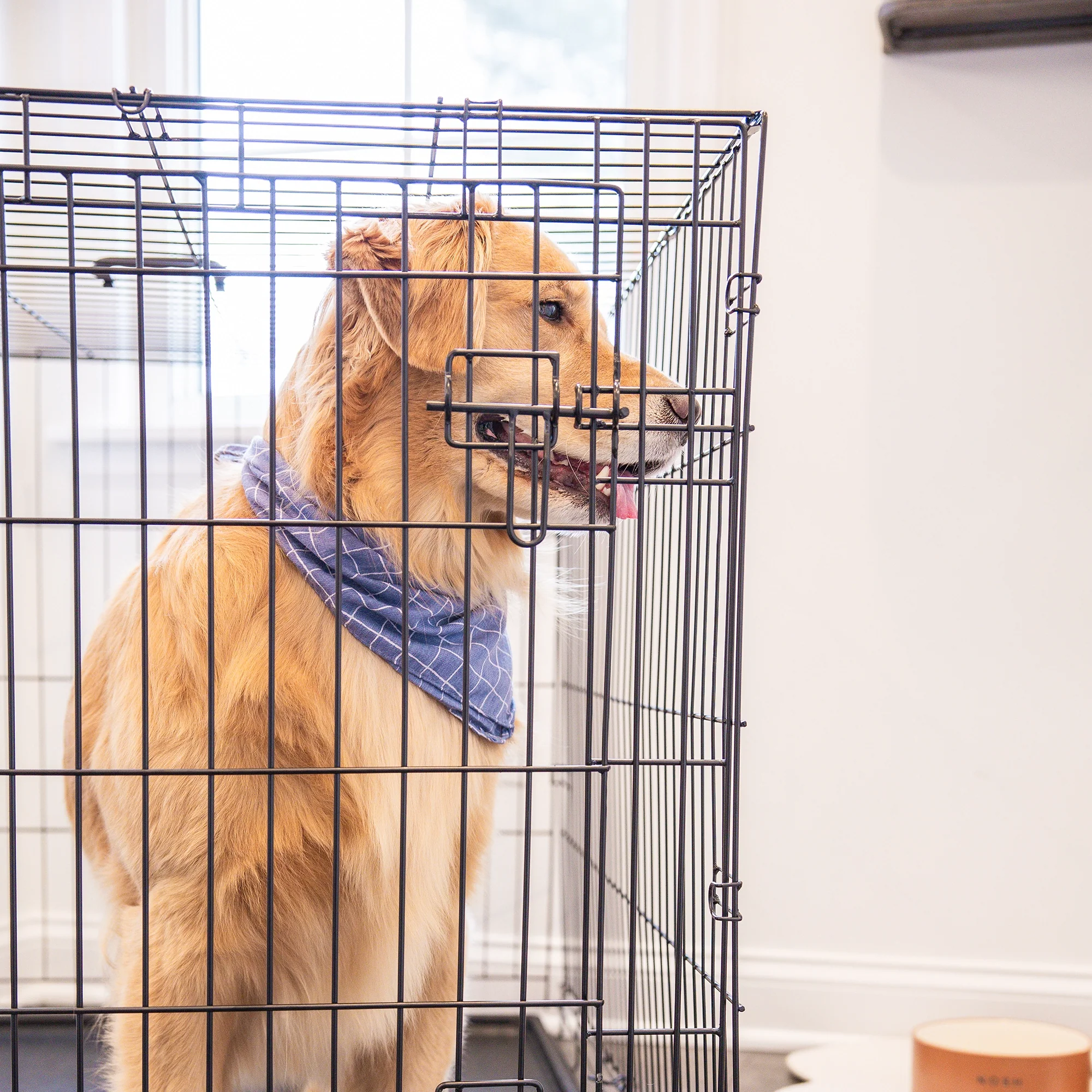 Large Single-Door Dog Crate - Image 15
