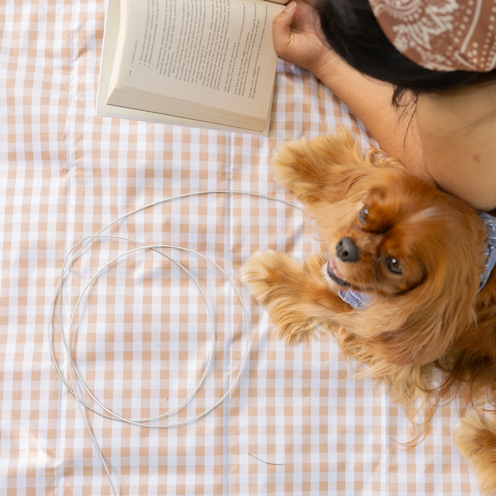 Small Dog Tie-Out Cable - Image 10