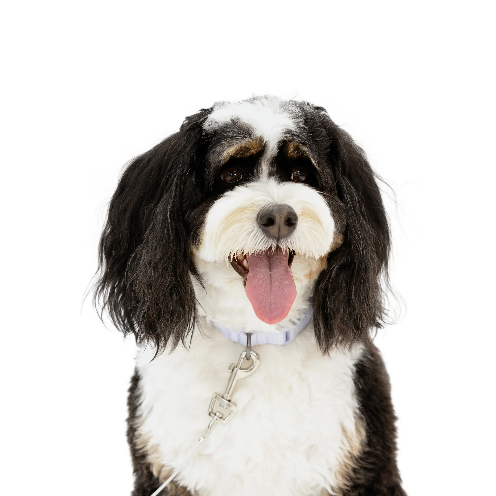 Small Dog Tie-Out Cable - Image 7