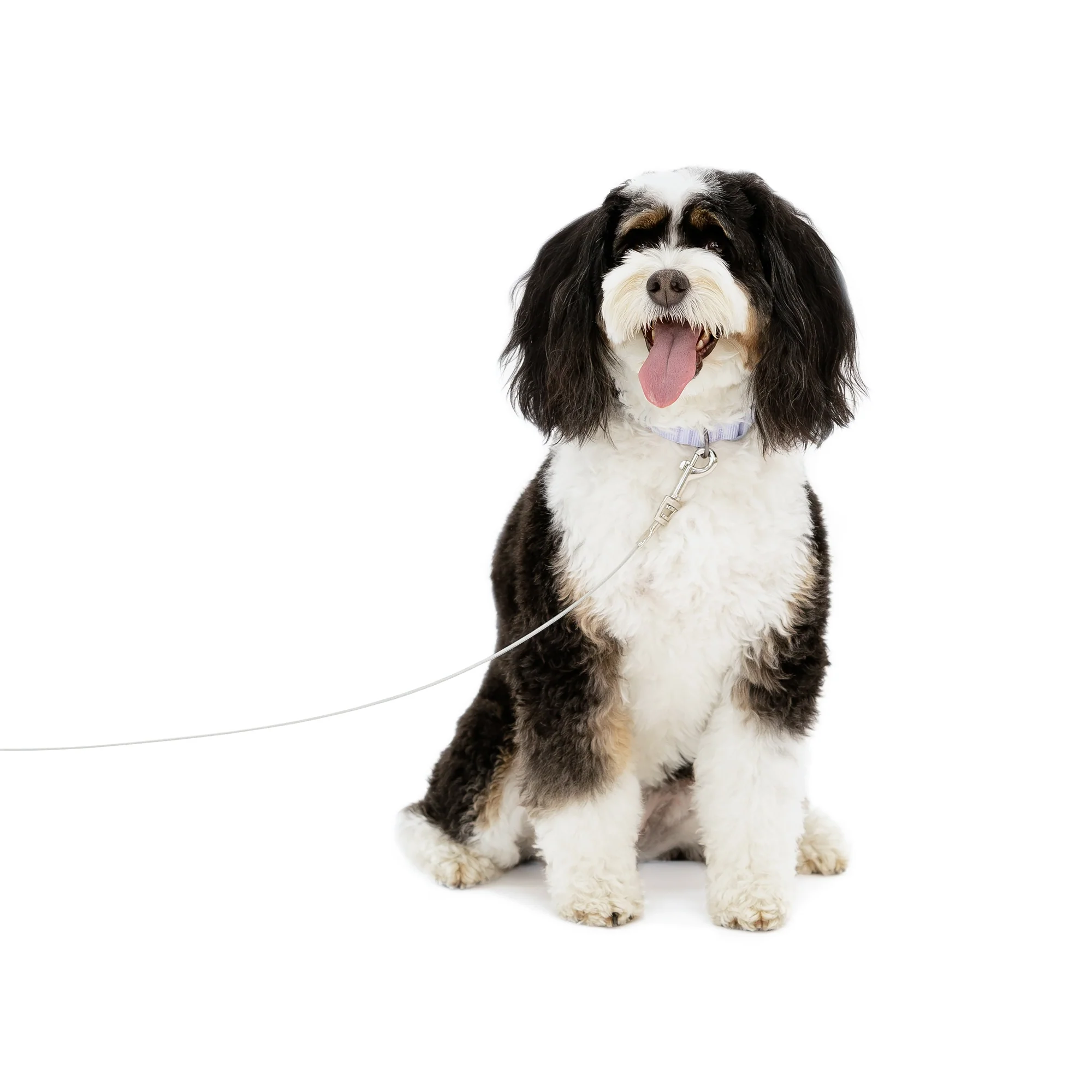 Small Dog Tie-Out Cable - Image 8